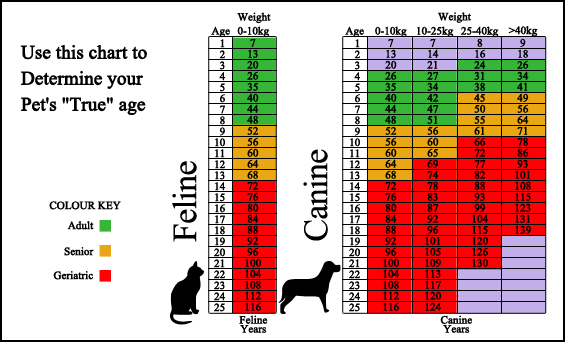 Skyline Veterinary Hospital - Surveillance Screening