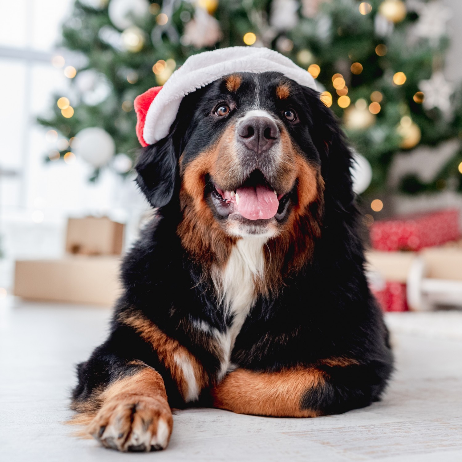 Dog in Santa Hat